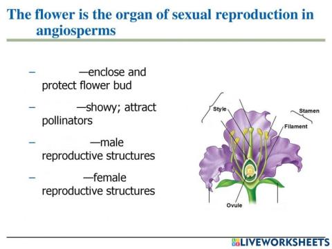 Plants reproductive organs