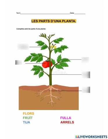 Parts d'una planta