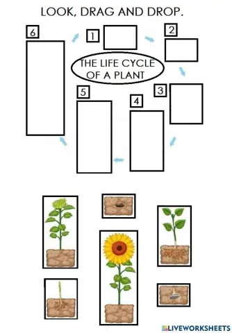 Life cycle of a plant