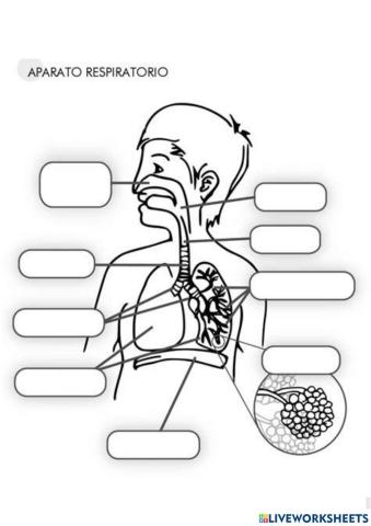 Aparato respiratorio