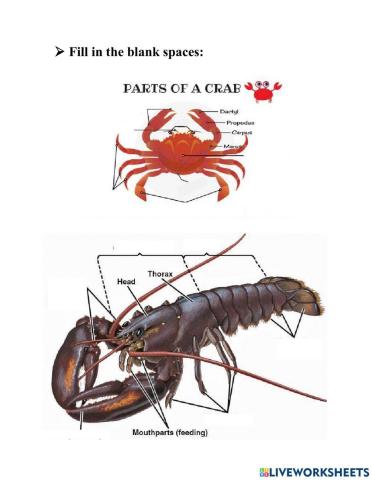 Crabs and lobsters Anatomy