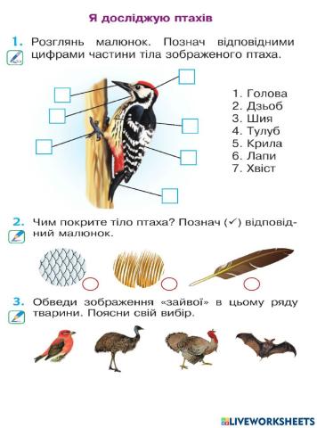 Птахи завдання на закріплення