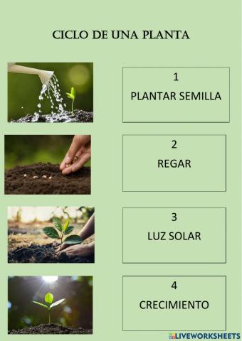 Ciclo de una planta