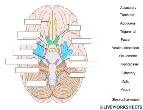 Cranial Nerves