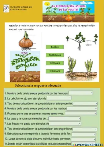 Reproducción asexual de las plantas