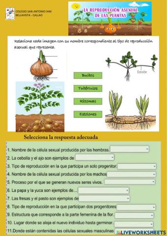 Reproducción asexual de las plantas