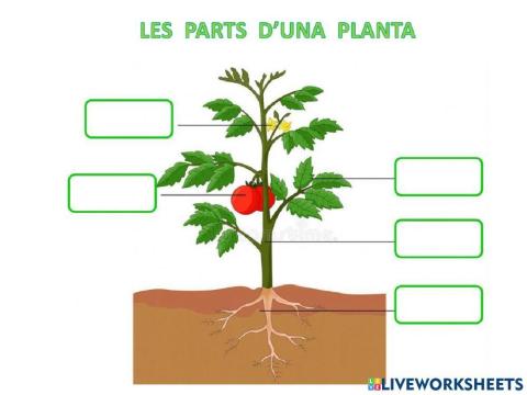 Les parts de la planta