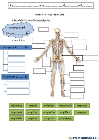 ระบบโครงกระดูก ม.4