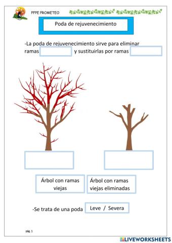 Poda de rejuvenecimiento