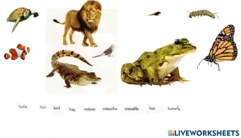 Sm sd 1 science animals