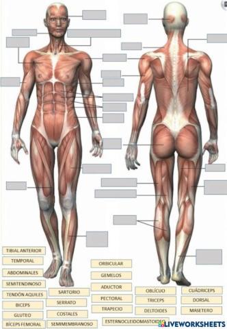 Los músculos del cuerpo humano
