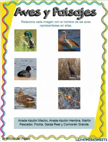 Aves en sus paisajes. El río