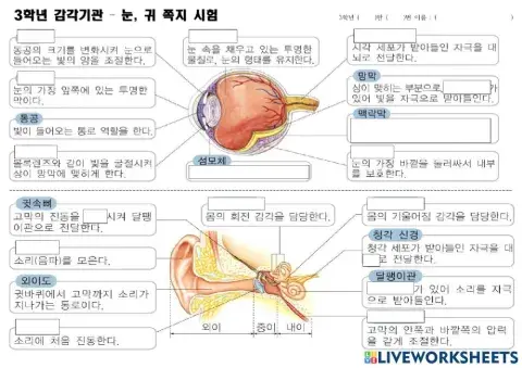 3학년 귀,눈 쪽지시험