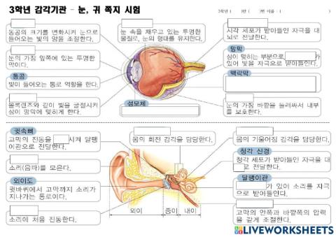3학년 귀,눈 쪽지시험