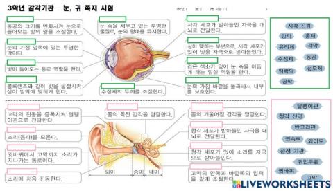 3학년 감각 기관 쪽지시험