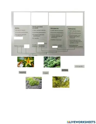 Evolución de plantas