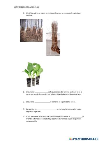 Siembra material vegetal