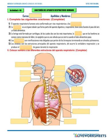 10. Anatomia del aparato respiratorio humano