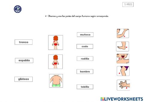 Cuerpo humano : Unir