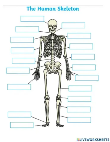 Human Skeleton