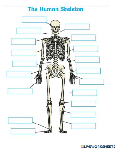 Human Skeleton