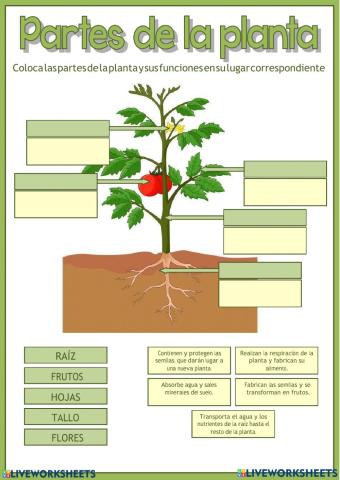 Partes de las plantas