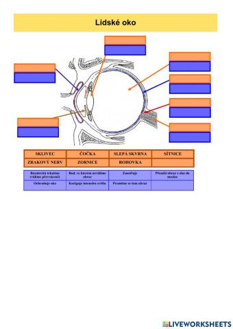 Optika - lidské oko