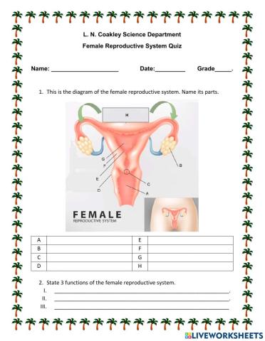 The Female Reproductive System 1
