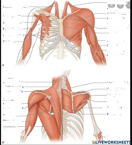 Shoulder anterior posterior muscles