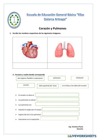 El Corazón y los Pulmones