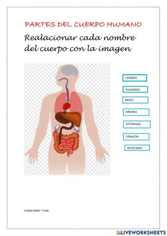Partes del cuerpo humano