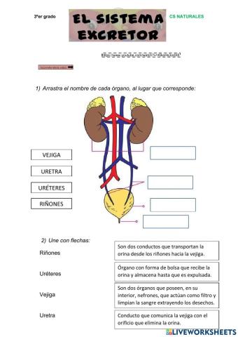 Sistema excretor urinario