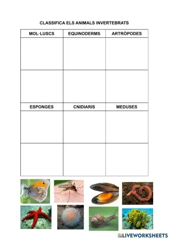Classifiquem invertebrats