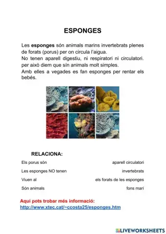 Animals invertebrats: les esponges