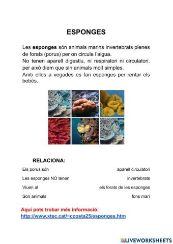 Animals invertebrats: les esponges