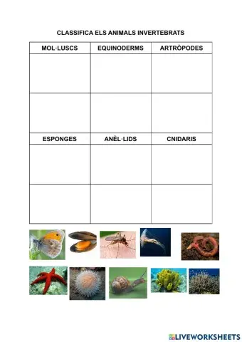 Invertebrats: els anèl·lids