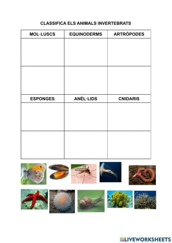 Invertebrats: els anèl·lids