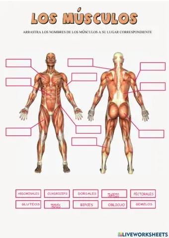 Musculos