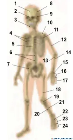 Ósos do corpo humano