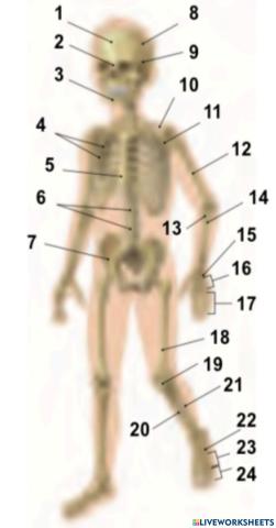 Ósos do corpo humano