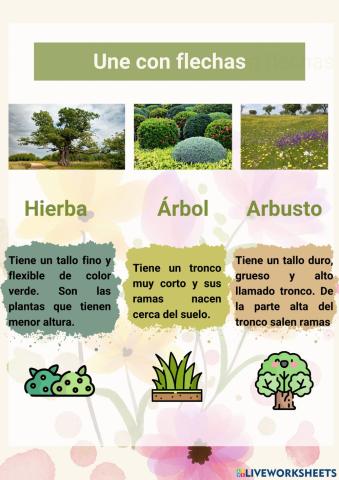 Tipos de plantas