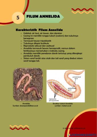 Topik 2 (invertebrata): annelida dan mollusca