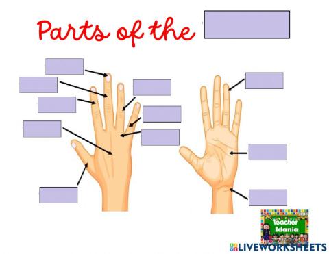 Parts of the hand