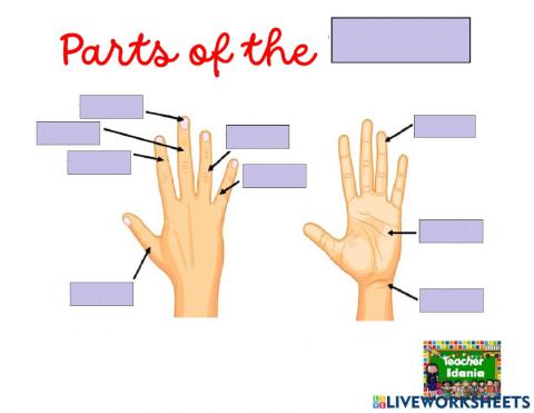 Parts of the hand