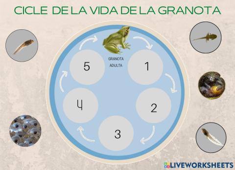 Cicle de la vida de les granotes