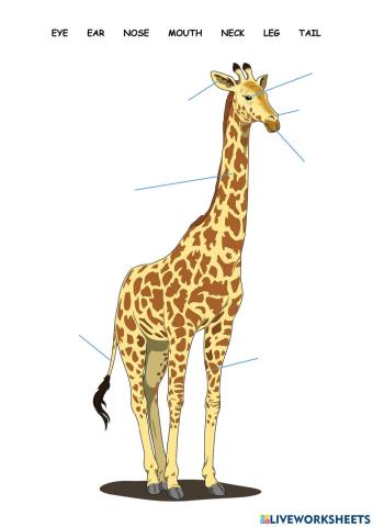 Giraffe