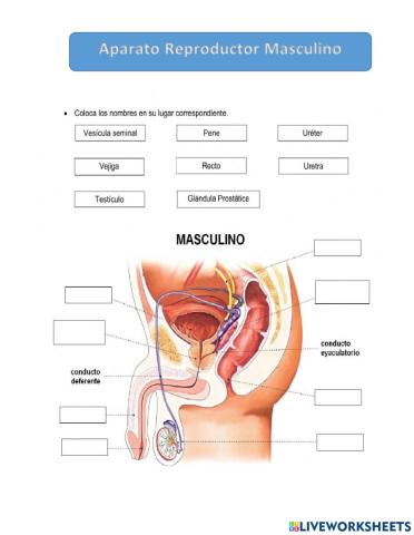 Partes del Aparato Reproductor Masculino