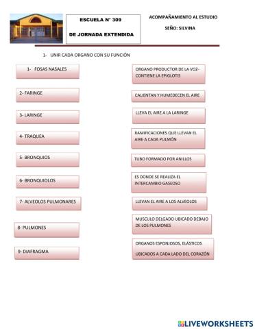 El sistema respiratorio