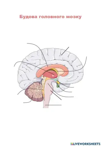 Будова головного мозку