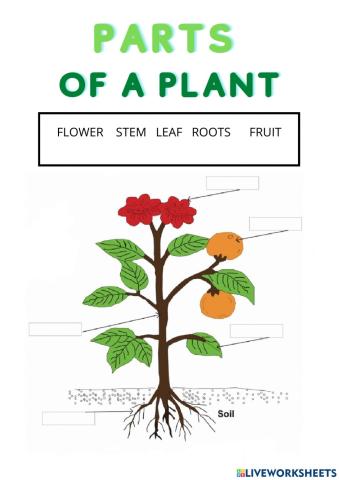 Parts of a plant